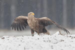 Pigargo europeo
