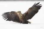Pigargo europeo