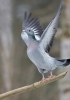 Pigeon colombin