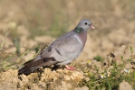 Pigeon colombin