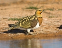 Pin-tailed Sandgrouse