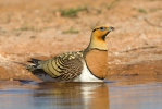 Pin-tailed Sandgrouse