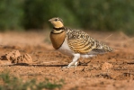 Pin-tailed Sandgrouse