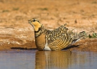 Pin-tailed Sandgrouse