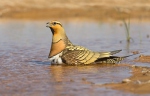 Pin-tailed Sandgrouse