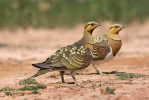 Pin-tailed Sandgrouse