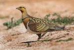 Pin-tailed Sandgrouse