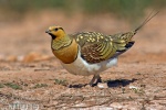 Pin-tailed Sandgrouse