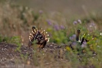 Pin-tailed Sandgrouse