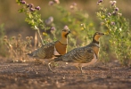 Pin-tailed Sandgrouse