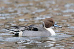 Pintail