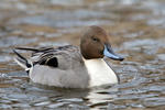 Pintail