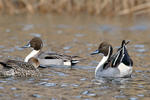 Pintail