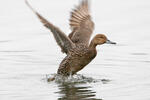 Pintail