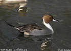 Pintail