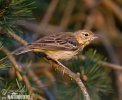 Pipit des arbres