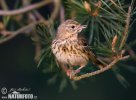 Pipit des arbres