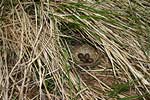 Pipit farlouse