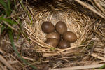 Pipit farlouse