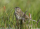 Pipit farlouse