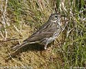 Pipit farlouse