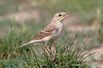 Pipit rousseline