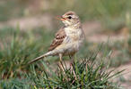 Pipit rousseline