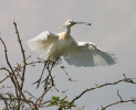 Platalea leucorodia