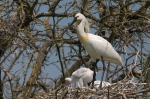 Platalea leucorodia