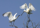 Platalea leucorodia