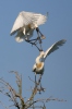 Platalea leucorodia