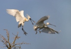 Platalea leucorodia