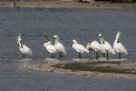 Platalea leucorodia