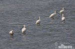 Platalea leucorodia