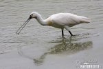 Platalea leucorodia