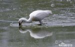 Platalea leucorodia