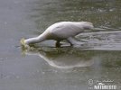 Platalea leucorodia