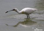 Platalea leucorodia