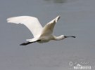 Platalea leucorodia