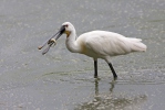 Platalea leucorodia