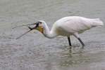 Platalea leucorodia