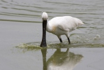 Platalea leucorodia