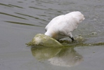 Platalea leucorodia