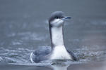 Plongeon arctique