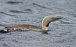 Plongeon catmarin