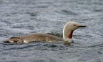 Plongeon catmarin