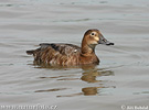 Pochard