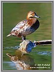 Pochard