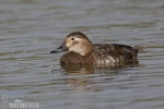 Pochard