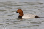 Pochard